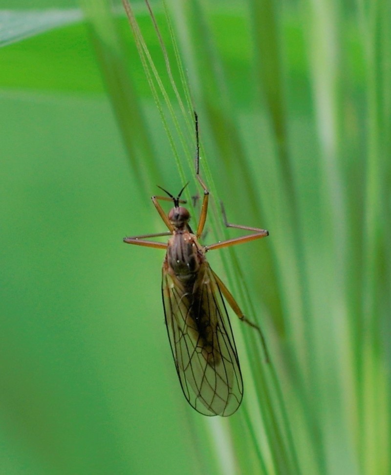 5af5f79b28-mosca11mai2.jpg