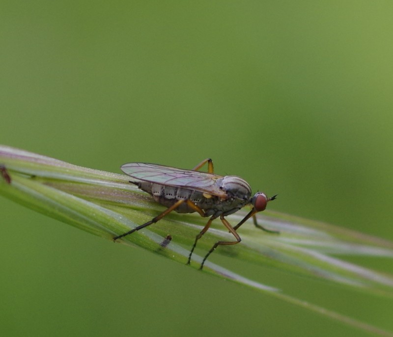 5af5fd3f59-mosca11mai3.jpg