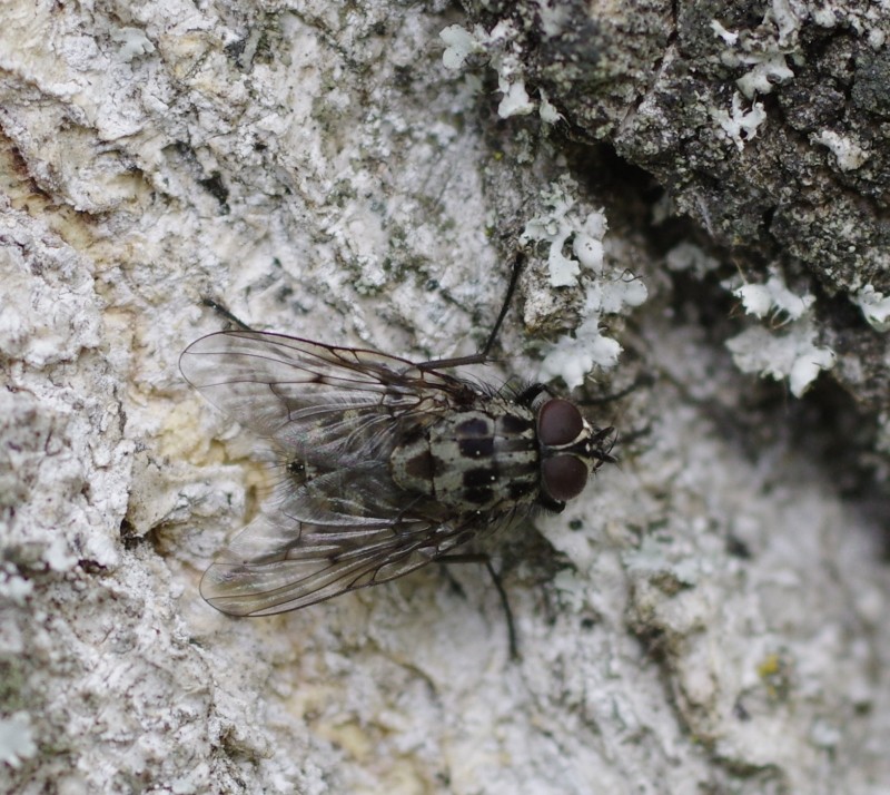5af5fe655e-mosca11mai4.jpg