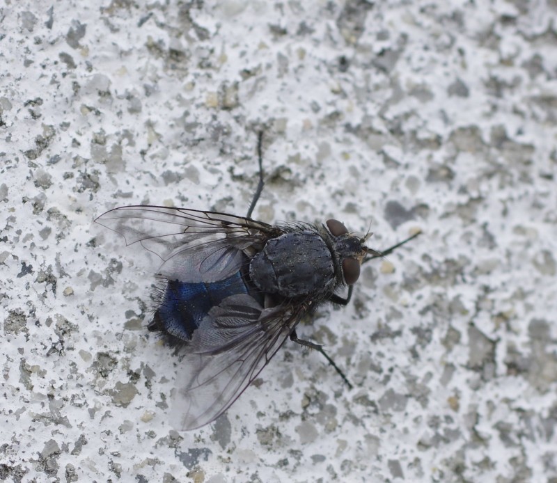 5af7e3abe9-mosca12mai2.jpg