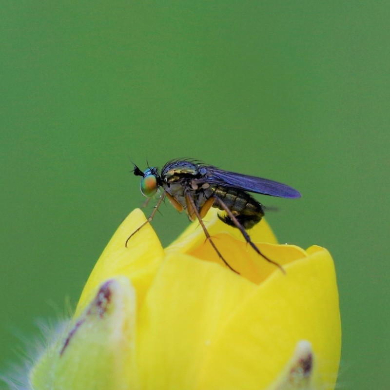 5af7e4ba40-mosca12mai.jpg