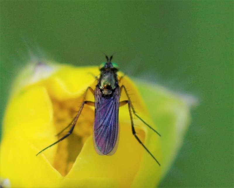 5af7e4ba89-mosca12mai1-2-.jpg