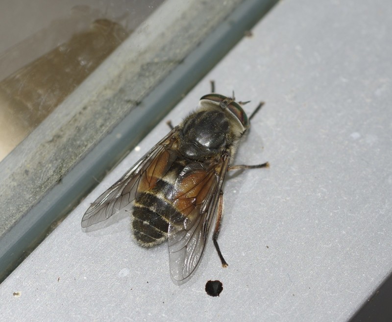 5afc052eca-mosca15mai.jpg