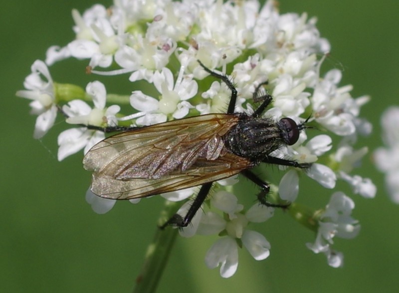 5b00989ca8-mosca19mai.jpg