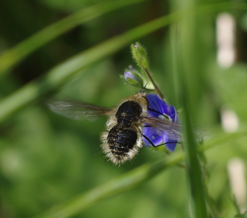 5b009a0197-mosca19mai1.jpg