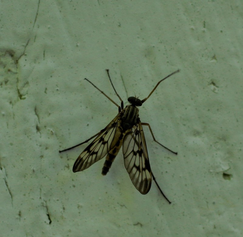 5b009e5fc9-mosca18mai.jpg
