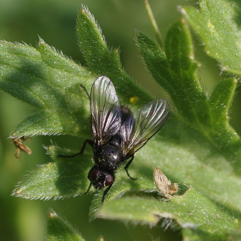 5b00a16706-mosca18mai1.jpg