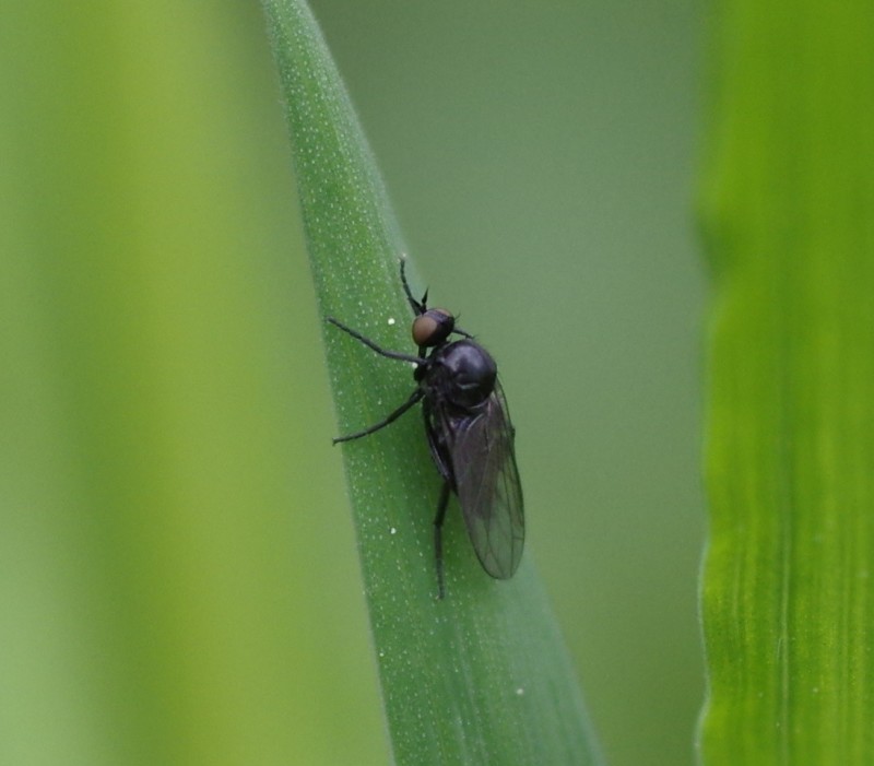 5b01448f30-mosca13mai.jpg