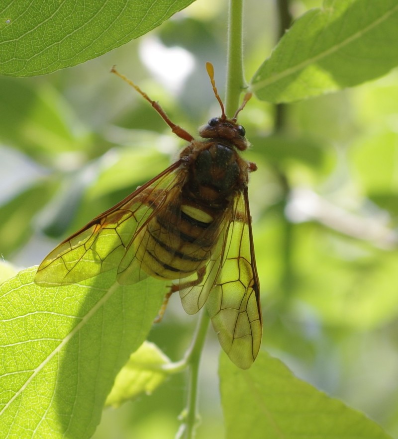 5b02f3693a-mosca21mai.jpg