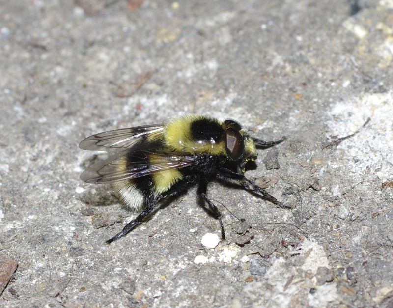 5b04610e19-mosca22mai.jpg