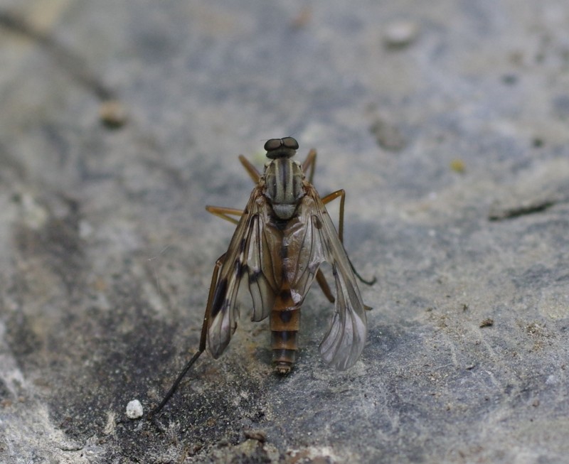 5b05ccfe19-mosca23mai.jpg
