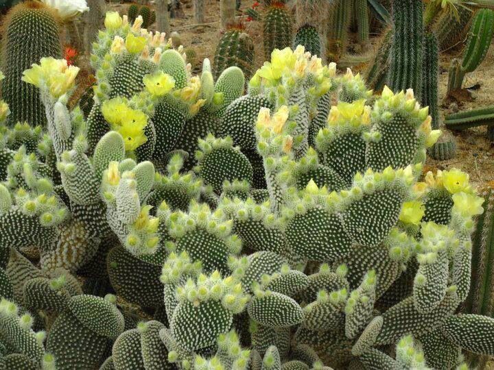 5b0be91dc53a8b4449da1a7cceb54976--opuntia-microdasys-succulent-plants.jpg