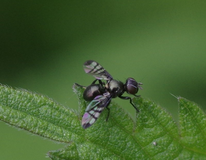 5b0effad05-mosca30mai.jpg