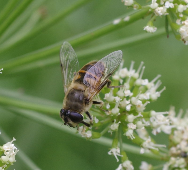 5b0f029528-mosca30maio1.jpg