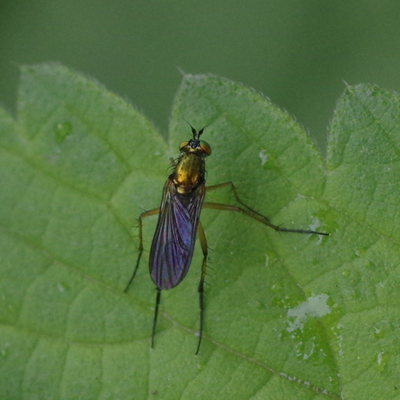 5b0f0d9763-mosca29mai.jpg