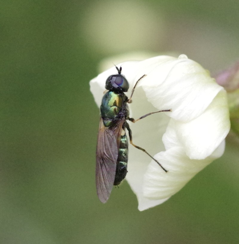 5b0f1874ec-mosca24mai.jpg