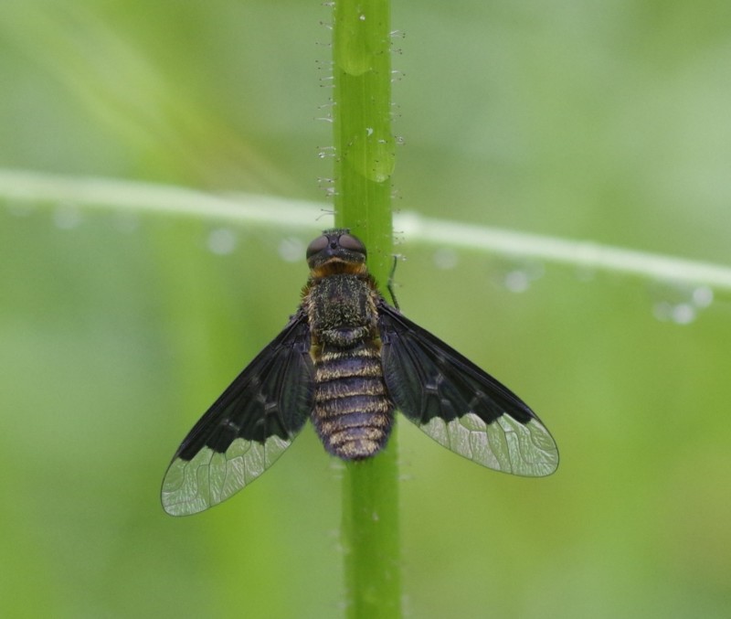 5b11477eb1-mosca01xuno.jpg