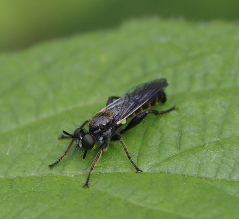 5b117b1a45-mosca01xuno1.jpg