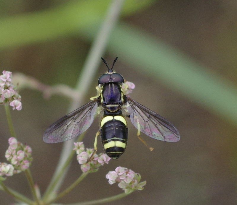 5b11936401-mosca01xuno2.jpg