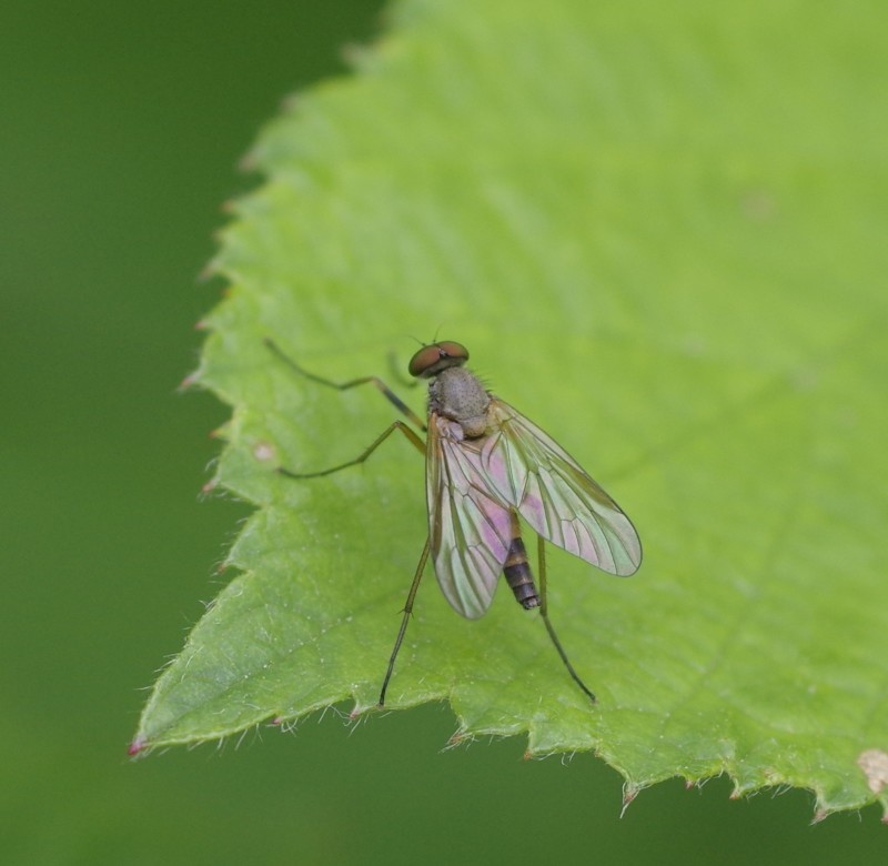 5b1196cb22-mosca01xuno3.jpg
