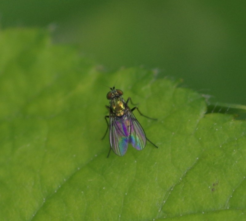 5b11abfc8e-mosca01xuno4.jpg