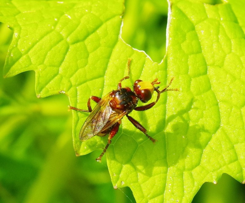 5b1427c211-mosca03xun.jpg
