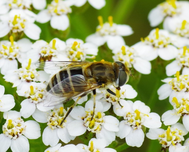 5b142932ba-mosca03xun2.jpg