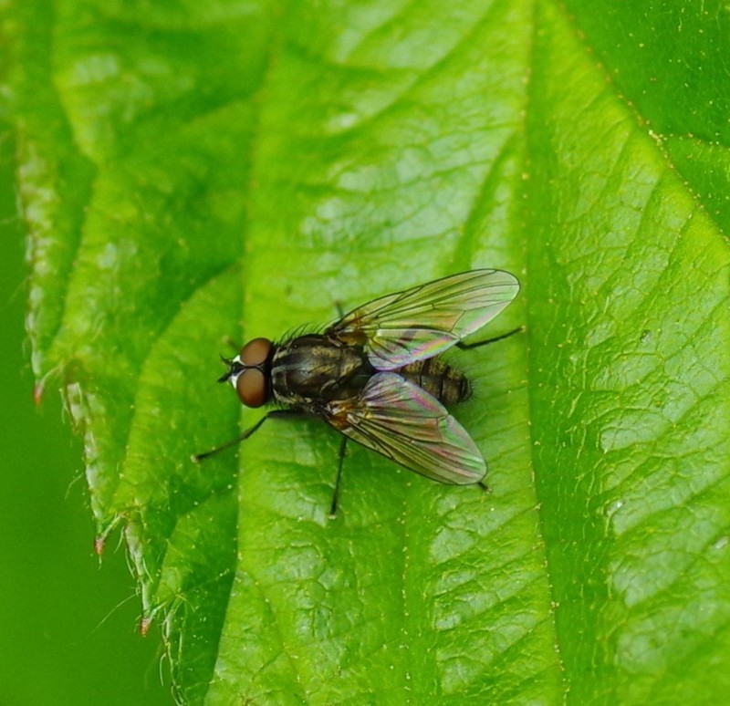 5b142a7978-mosca03xun3.jpg