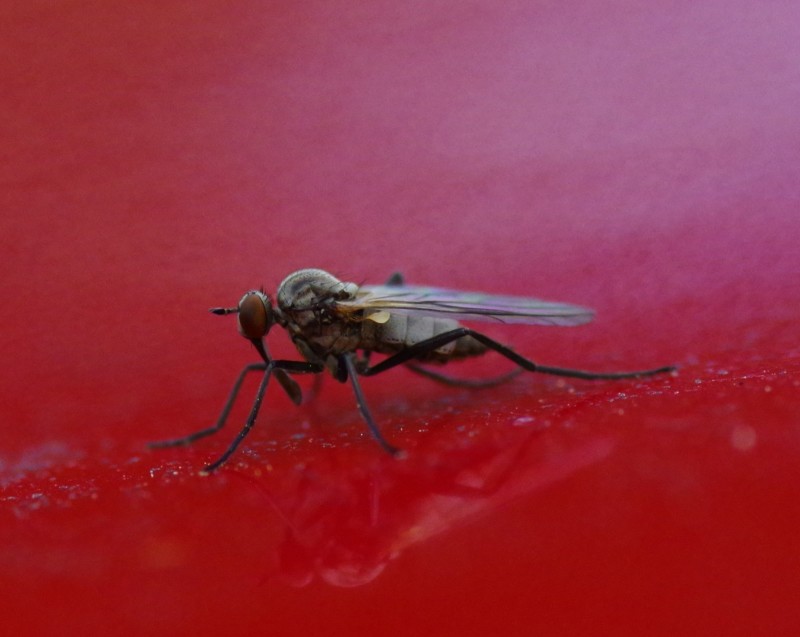 5b14426041-mosca03xun4.jpg