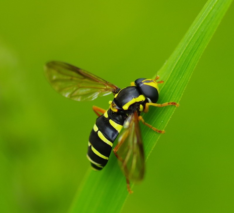 5b144ea929-mosca03xun5.jpg