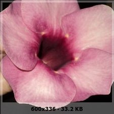 5b17cc95ab1035a14c2e0c290e033854o.jpg