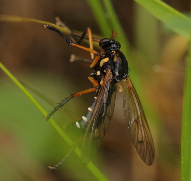 5b1a3ae687-mosca07xun.jpg