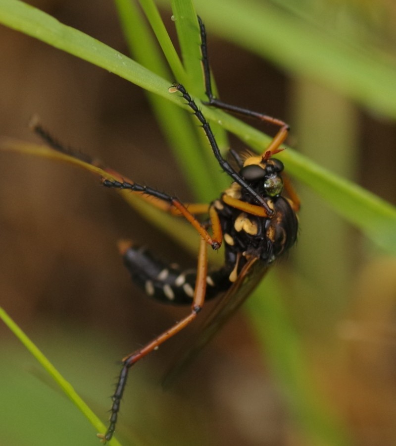 5b1a3ae71e-mosca07xun1.jpg