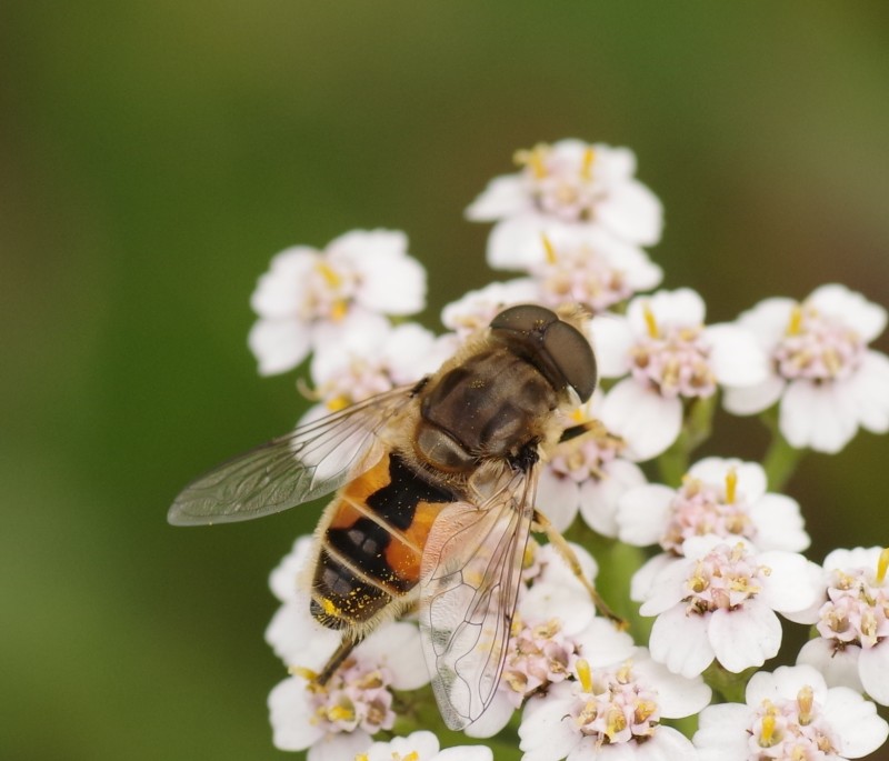 5b1c2b580c-mosca09xun2.jpg