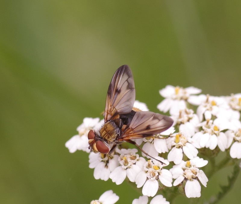 5b1d1ee1c8-mosca10xun.jpg