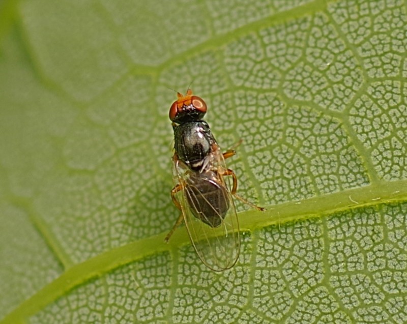 5b1d99c2a1-mosca10xun3.jpg