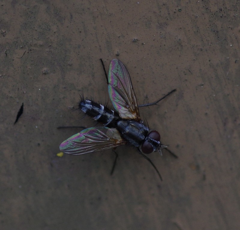5b1ea49106-mosca11xun.jpg