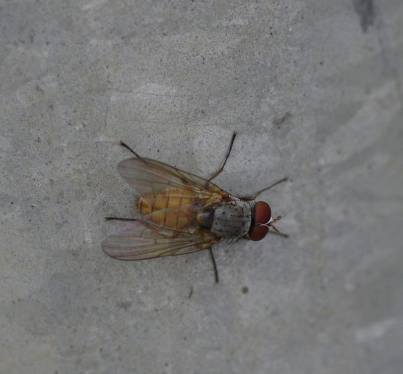5b1f780eb0-mosca11xun2.jpg