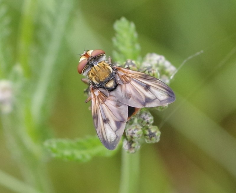 5b26c6f4d4-mosca10xun2.jpg