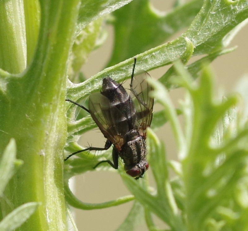 5b316eb9ea-mosca25xun.jpg