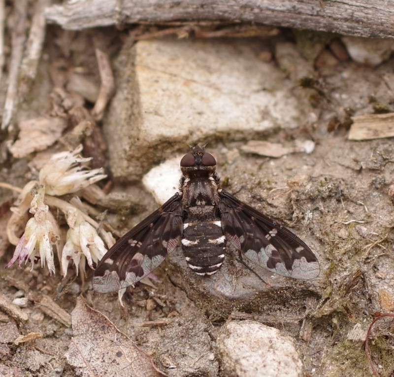 5b332bde4f-mosca26xun.jpg