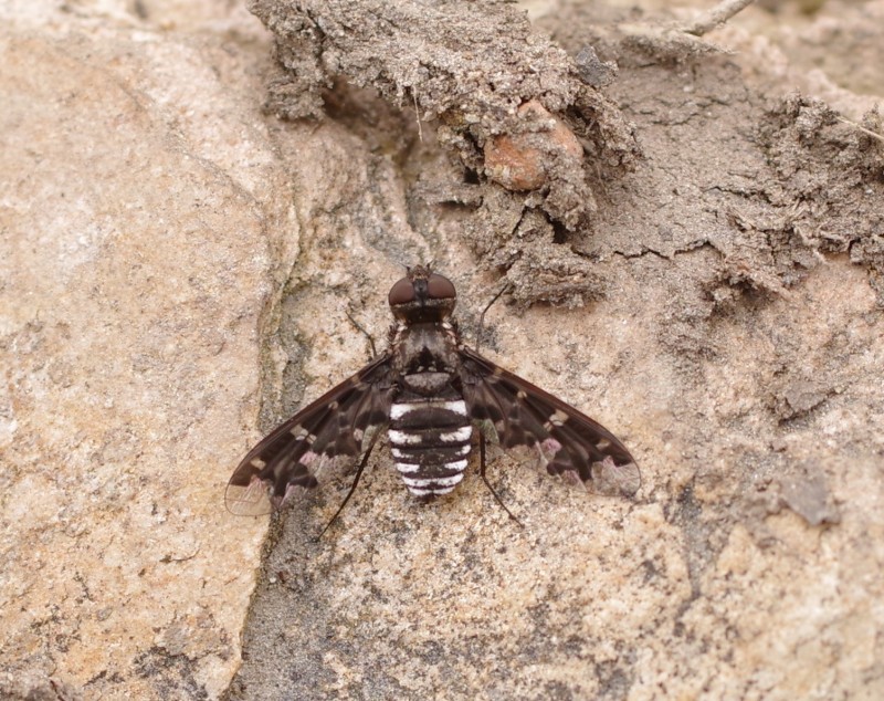 5b332cc891-mosca26xun1.jpg