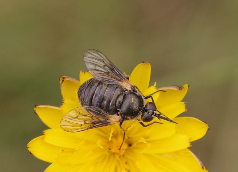 5b3334670e-mosca26xun2.jpg