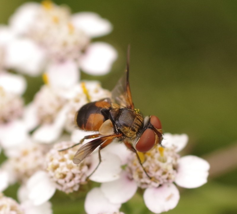 5b35ecf68d-mosca28xun2.jpg