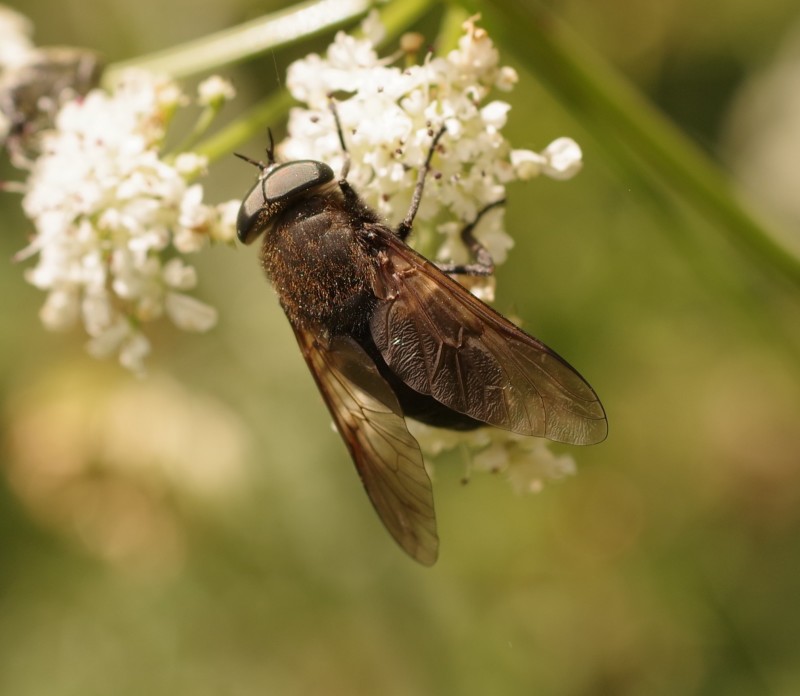 5b3634a70b-mosca29xun.jpg
