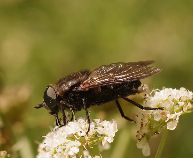 5b3636dd6e-mosca29xun1.jpg