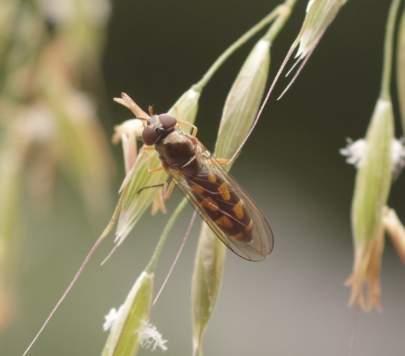 5b37287e50-mosca27xun.jpg