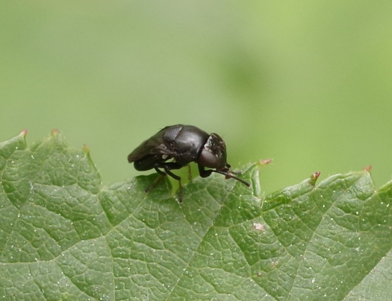 5b37298124-mosca27xun1.jpg