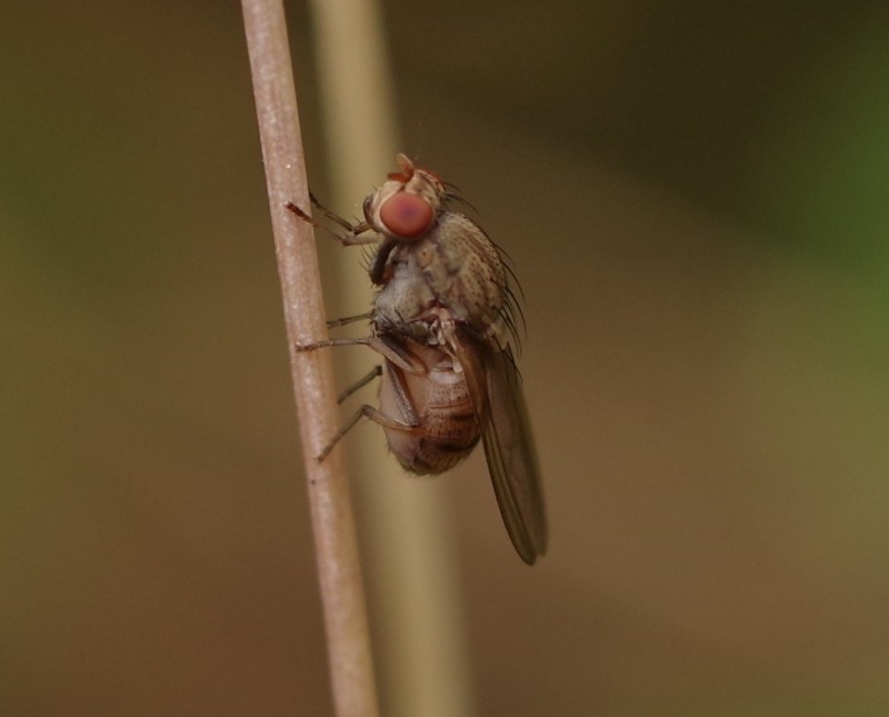 5b372aee3e-mosca27xun2.jpg