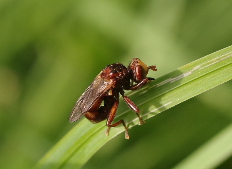5b3e7291a2-mosca05xull.jpg